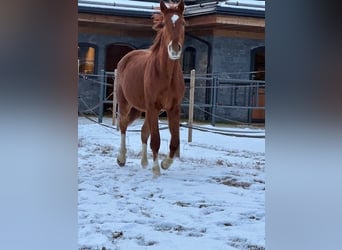 Warmblood austríaco Mestizo, Caballo castrado, 3 años, 175 cm, Alazán