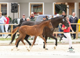 Warmblood austríaco, Caballo castrado, 3 años, Alazán
