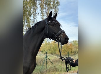 Warmblood austríaco, Caballo castrado, 3 años