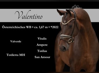 Warmblood austríaco, Caballo castrado, 3 años, Castaño oscuro