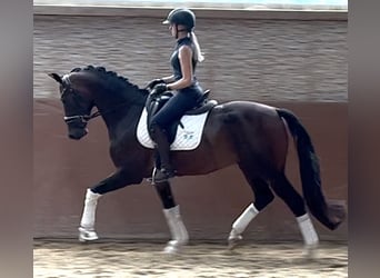 Warmblood austríaco, Caballo castrado, 3 años, Castaño oscuro