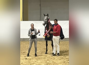 Warmblood austríaco, Caballo castrado, 3 años, Negro