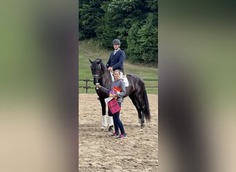 Warmblood austríaco, Caballo castrado, 3 años, Negro