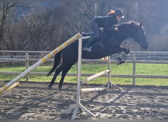 Warmblood austríaco, Caballo castrado, 4 años, 158 cm, Negro
