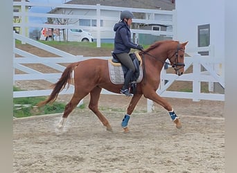 Warmblood austríaco, Caballo castrado, 4 años, 160 cm, Alazán