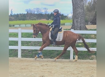 Warmblood austríaco, Caballo castrado, 4 años, 160 cm, Alazán