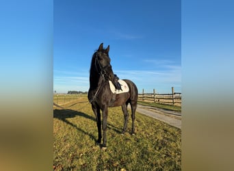 Warmblood austríaco, Caballo castrado, 4 años, 163 cm