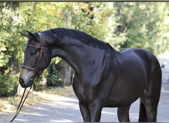 Warmblood austríaco, Caballo castrado, 4 años, 165 cm, Castaño oscuro