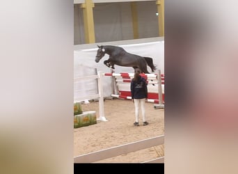 Warmblood austríaco, Caballo castrado, 4 años, 165 cm, Tordo