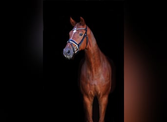 Warmblood austríaco, Caballo castrado, 4 años, 166 cm, Alazán