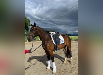 Warmblood austríaco, Caballo castrado, 4 años, 166 cm, Castaño