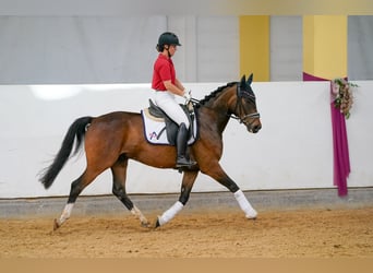Warmblood austríaco, Caballo castrado, 4 años, 166 cm, Castaño