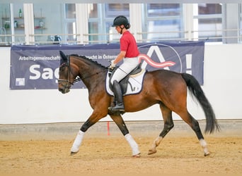 Warmblood austríaco, Caballo castrado, 4 años, 166 cm, Castaño
