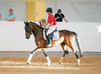 Warmblood austríaco, Caballo castrado, 4 años, 166 cm, Castaño
