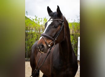 Warmblood austríaco, Caballo castrado, 4 años, 167 cm, Castaño