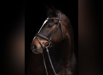 Warmblood austríaco, Caballo castrado, 4 años, 167 cm, Castaño