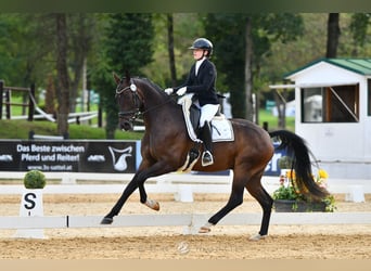 Warmblood austríaco, Caballo castrado, 4 años, 167 cm, Castaño oscuro