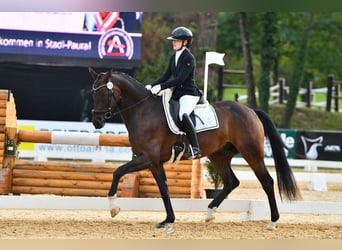 Warmblood austríaco, Caballo castrado, 4 años, 167 cm, Castaño oscuro