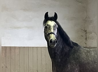 Warmblood austríaco, Caballo castrado, 4 años, 168 cm