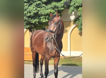 Warmblood austríaco, Caballo castrado, 4 años, 168 cm, Castaño oscuro