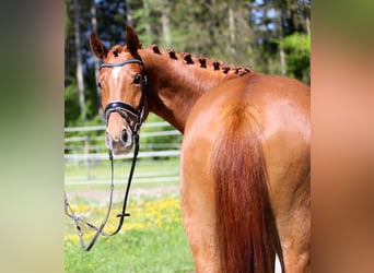 Warmblood austríaco, Caballo castrado, 4 años, 169 cm, Alazán