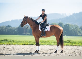 Warmblood austríaco, Caballo castrado, 4 años, 171 cm, Castaño