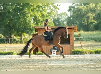 Warmblood austríaco, Caballo castrado, 4 años, 171 cm, Castaño