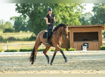 Warmblood austríaco, Caballo castrado, 4 años, 171 cm, Castaño