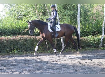 Warmblood austríaco, Caballo castrado, 4 años, 171 cm, Negro