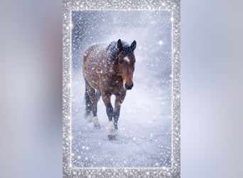 Warmblood austríaco, Caballo castrado, 4 años, 172 cm, Castaño