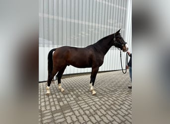 Warmblood austríaco, Caballo castrado, 4 años, 173 cm, Castaño