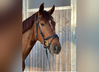 Warmblood austríaco, Caballo castrado, 4 años, 175 cm, Alazán-tostado