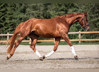 Warmblood austríaco, Caballo castrado, 4 años, Alazán