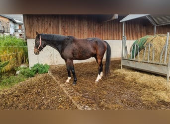 Warmblood austríaco, Caballo castrado, 4 años, Castaño