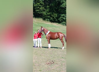Warmblood austríaco, Caballo castrado, 4 años, Negro