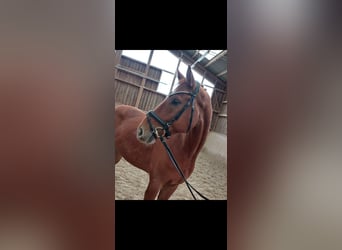 Warmblood austríaco, Caballo castrado, 5 años, 162 cm, Alazán