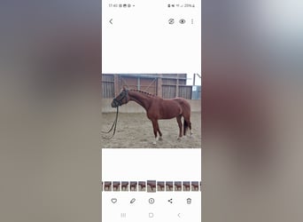 Warmblood austríaco, Caballo castrado, 5 años, 162 cm, Alazán