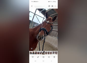 Warmblood austríaco, Caballo castrado, 5 años, 162 cm, Alazán