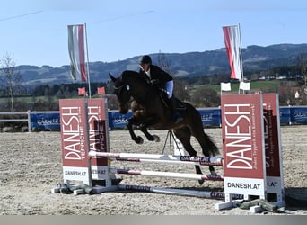 Warmblood austríaco, Caballo castrado, 5 años, 163 cm, Castaño oscuro