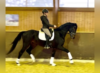 Warmblood austríaco, Caballo castrado, 5 años, 166 cm, Morcillo