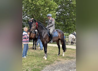 Warmblood austríaco, Caballo castrado, 5 años, 168 cm, Castaño oscuro