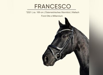 Warmblood austríaco, Caballo castrado, 5 años, 169 cm, Negro