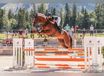 Warmblood austríaco, Caballo castrado, 5 años, 172 cm, Alazán-tostado