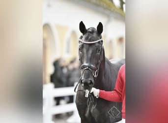 Warmblood austríaco, Caballo castrado, 5 años, 173 cm, Negro