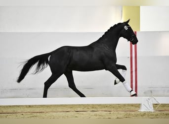 Warmblood austríaco, Caballo castrado, 5 años, 173 cm, Negro