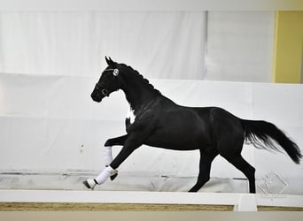 Warmblood austríaco, Caballo castrado, 5 años, 173 cm, Negro