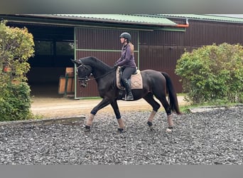 Warmblood austríaco, Caballo castrado, 5 años, 175 cm, Castaño oscuro