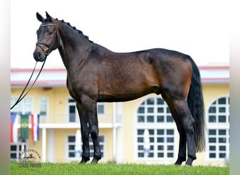 Warmblood austríaco, Caballo castrado, 5 años, 176 cm, Castaño