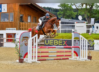 Warmblood austríaco, Caballo castrado, 5 años, 180 cm, Alazán