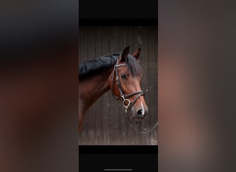 Warmblood austríaco, Caballo castrado, 6 años, 160 cm, Castaño